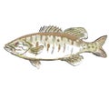 Smallmouth bass or Micropterus dolomieu Watercolor Illustration Royalty Free Stock Photo