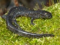 Smallmouth Salamander (Ambystoma texanum)