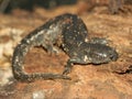 Smallmouth Salamander (Ambystoma texanum)