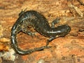 Smallmouth Salamander (Ambystoma texanum)