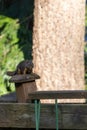 smallred chipmunk standing on a wooden fence Royalty Free Stock Photo