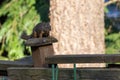 smallred chipmunk standing on a wooden fence Royalty Free Stock Photo