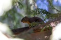 smallred chipmunk standing on a wooden fence Royalty Free Stock Photo