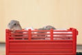 Smalls hamsters in the red box.Funny little hamsters ride on toy tractor. White hamsters in the red trailer. Toys trailer.