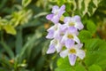 smalls white purple flower blooming in garden Bangkok Thailand Royalty Free Stock Photo