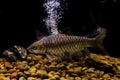 Smallscale mud carp fish Royalty Free Stock Photo