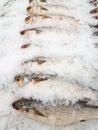 Smallscale mud carp on ice Royalty Free Stock Photo