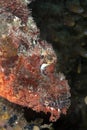 Smallscale scorpionfish Royalty Free Stock Photo