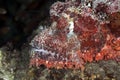 Smallscale scorpionfish Royalty Free Stock Photo