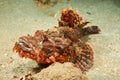 Smallscale scorpionfish Royalty Free Stock Photo