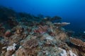 Smallscale scorpionfish in the Red Sea. Royalty Free Stock Photo