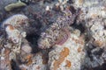 Smallscale Scorpionfish in Red Sea Royalty Free Stock Photo