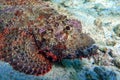 Smallscale Scorpionfish - Scorpaenopsis oxycephala in the red sea Royalty Free Stock Photo