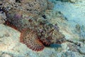 Smallscale Scorpionfish - Scorpaenopsis oxycephala in the red sea Royalty Free Stock Photo