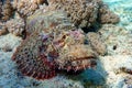 Smallscale Scorpionfish - Scorpaenopsis oxycephala in the red sea Royalty Free Stock Photo