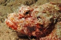 Smallscale scorpionfish Royalty Free Stock Photo