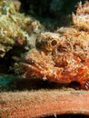 Smallscale scorpionfish Royalty Free Stock Photo