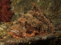 Smallscale scorpionfish Royalty Free Stock Photo