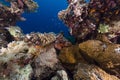 Smallscale scorpionfish and tropical reef in the Red Sea. Royalty Free Stock Photo