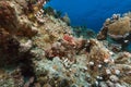 Smallscale scorpionfish and tropical reef in the Red Sea. Royalty Free Stock Photo