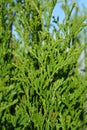 Smaragd Arborvitae