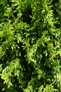 Smaragd Arborvitae