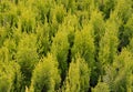 Smaragd. Arborvitae occidentalis Janed Gold or Highlights Arborvitae