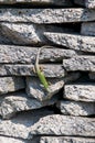 Smaragd lizard resting in the sun Royalty Free Stock Photo