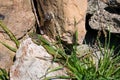 Smaragd lizard resting in the sun Royalty Free Stock Photo