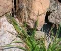 Smaragd lizard resting in the sun Royalty Free Stock Photo