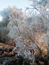 White frost tree in the woods (No snow)