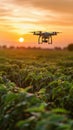 Smart agricultural field, drones monitoring crops, golden hour light, side angle, high detail