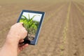 Smart agriculture. Farmer using tablet corn planting. Modern Agriculture concept. Royalty Free Stock Photo