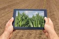 Smart agriculture. Farmer using tablet corn planting. Modern Agriculture concept. Royalty Free Stock Photo