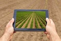 Smart agriculture. Farmer using tablet Soy planting. Modern Agriculture concept. Royalty Free Stock Photo