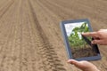 Smart agriculture. Farmer using tablet Soy planting. Modern Agriculture concept. Royalty Free Stock Photo