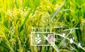 Smart agriculture with modern technology concept. Ears of rice in rice farm field and icon of smart farming. Sustainable Royalty Free Stock Photo