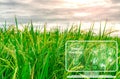 Smart agriculture with modern technology concept. Rice farm field and icon of smart farming concept. Sustainable agriculture. Royalty Free Stock Photo