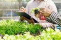 Smart agriculture technology concept - Farmer monitoring organic hydroponic red oak in plant nursery farm. Smart agriculture