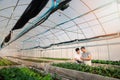 Smart agriculture technology concept - Farmer monitoring organic vegetable in plant nursery greenhouse farm. Smart agriculture Royalty Free Stock Photo