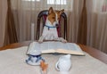 Smart basenji dog reading big book while sitting on a chair at the table Royalty Free Stock Photo