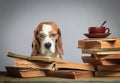 Smart beagle in glasses with old books .