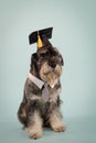 Smart bearded mittel schnauzer sits in full growth in the studio on a bluish background. The dog has a square academic