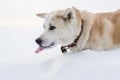 Smart beautiful dog Japanese Akita Inu eats snow with his tongue sticking out in winter in the winter outside the city.