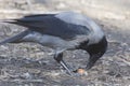 Smart bird. Crow pecks a nut