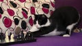 The smart black and white cat playing chess. Royalty Free Stock Photo