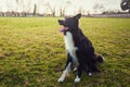 Smart border collie dog seated outdoors on the green grass in the park looking attentive waiting his master command Royalty Free Stock Photo