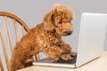 Smart brown poodle dog typing and reading laptop computer on table