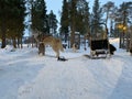 Smart brown Siberian husky dog standing with sleigh on snow in winter forest.