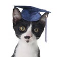 Smart cat Royalty Free Stock Photo